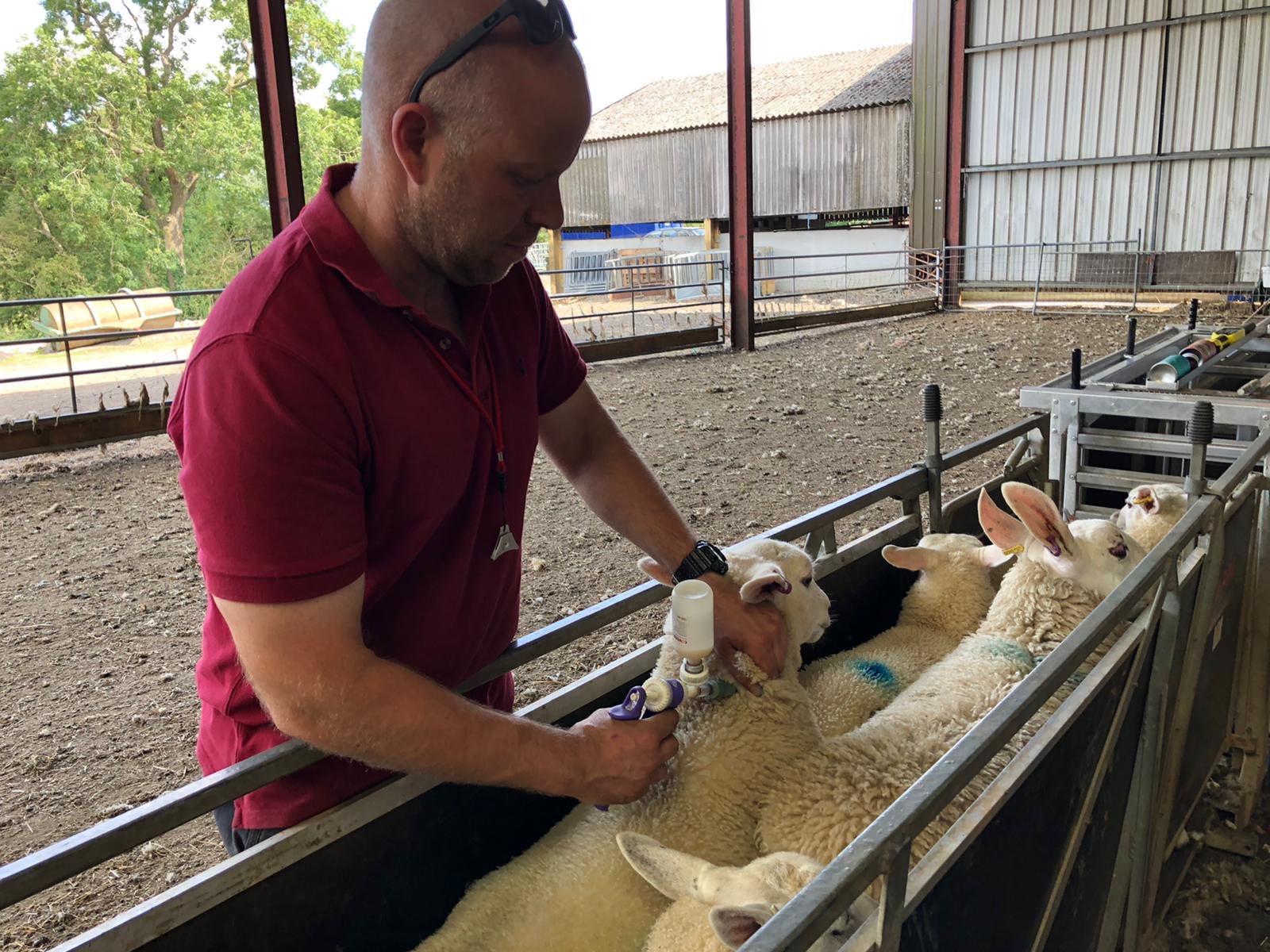 Sheep being vaccinated. Image courtesy and copyright of Chris Elkington.